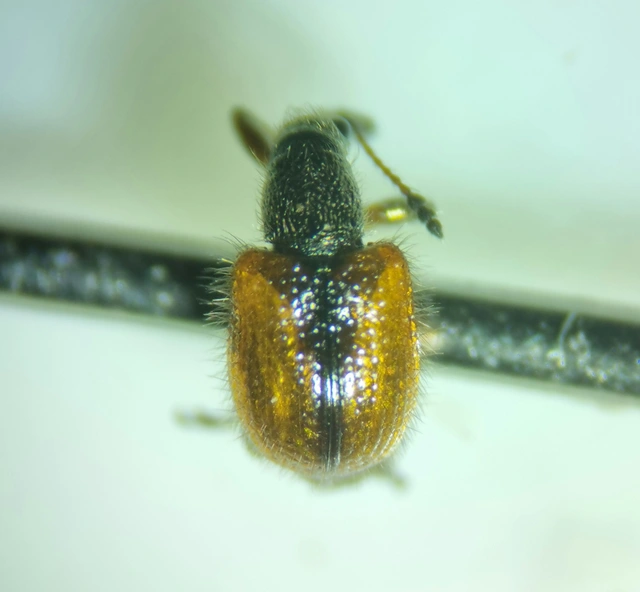 Tatianaerhynchites aequatus - piros kökényeszelény