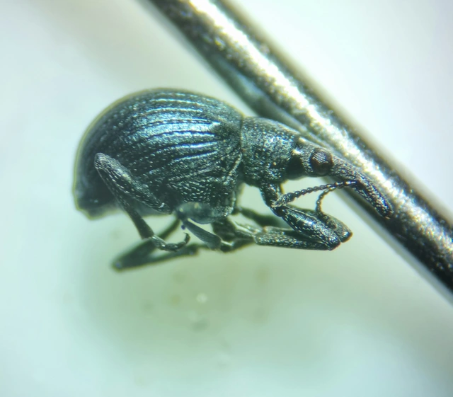 Eutrichapion punctiger - bükkönyrontó cickányormányos Eutrichapion punctiger - bükkönyrontó cickányormányos