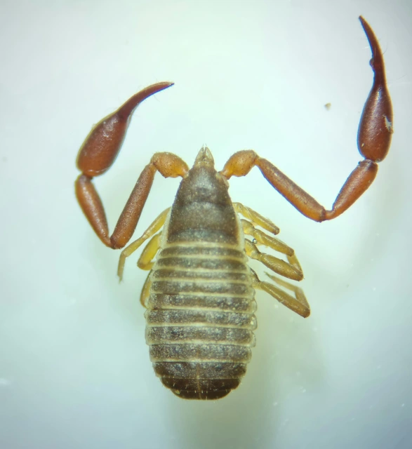 Pseudoscorpionida - Álskorpiók