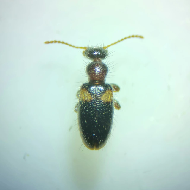 Hirticollis hispidus - szőrös fürgebogár