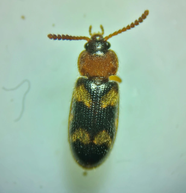 Mycetophagus fulvicollis - sárganyakú gombabogár