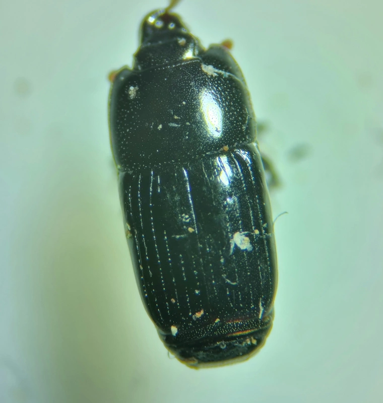 Platysoma lineare - fenyves-lapossutabogár