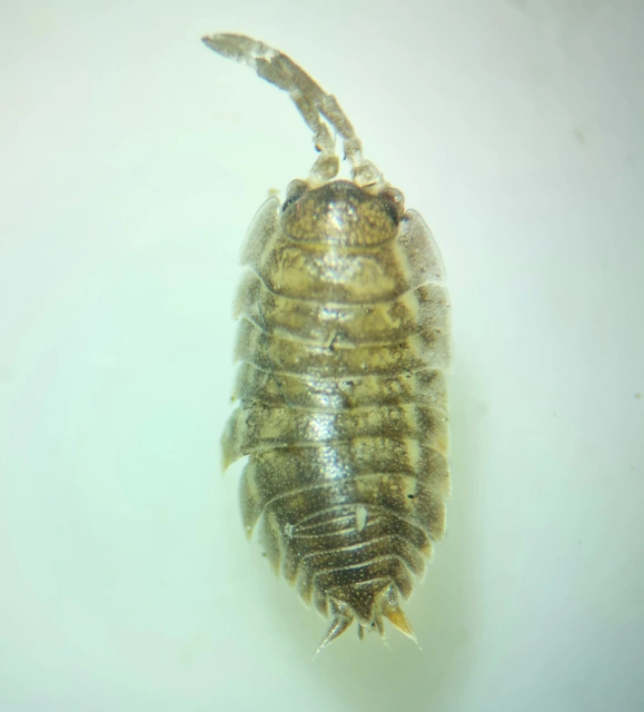 Isopoda - Ászkarákok