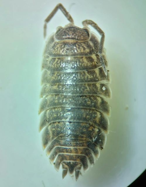 Isopoda - Ászkarákok
