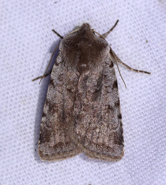 Cerastis rubricosa - vörhenyes tavaszibagoly
