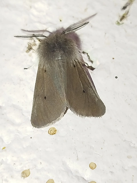 Diaphora mendica - felemás medvelepke