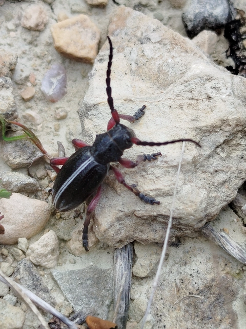 Dorcadion pedestre - kétsávos gyalogcincér