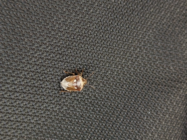 Stagonomus bipunctatus - kétpettyes címerespoloska Stagonomus bipunctatus - kétpettyes címerespoloska