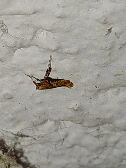 Caloptilia hemidactylella - juhargöngyölő keskenymoly