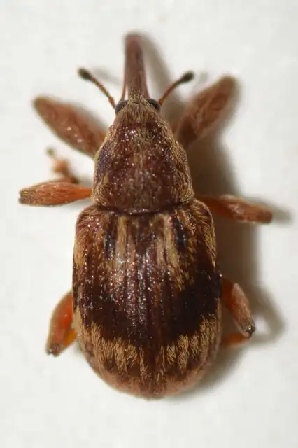 Anthonomus rectirostris - meggymaglikasztó Anthonomus rectirostris - meggymaglikasztó