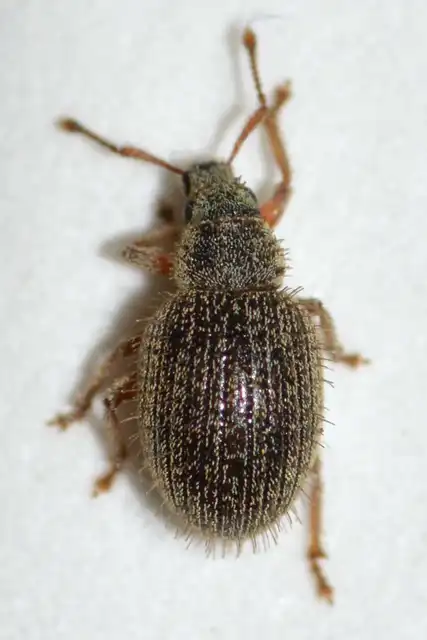 Brachysomus echinatus - tüskés gyepormányos