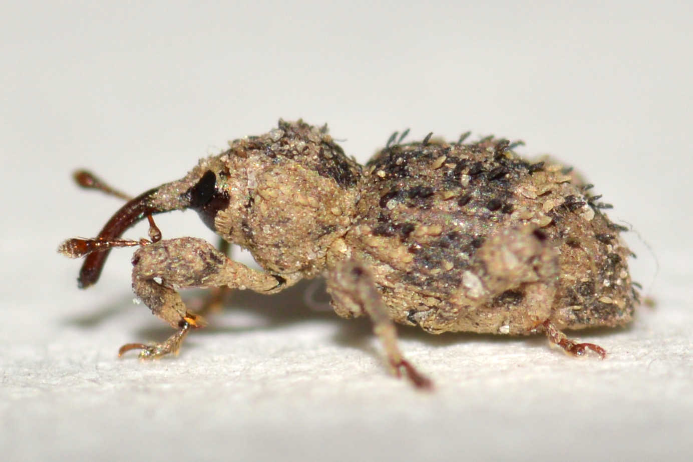 Trachodes hispidus - bozontos ormányos