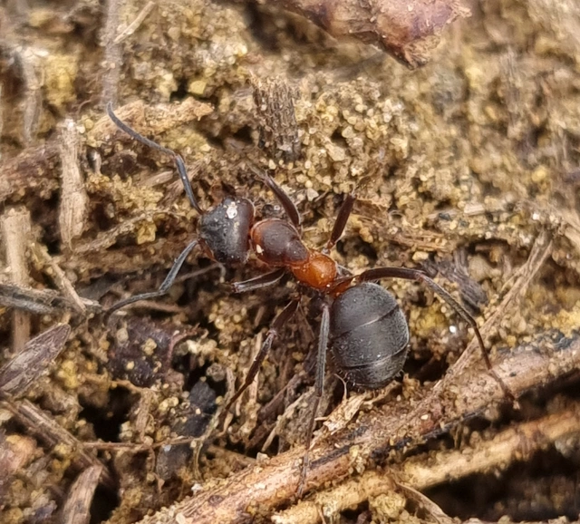 Formica pratensis - réti vöröshangya