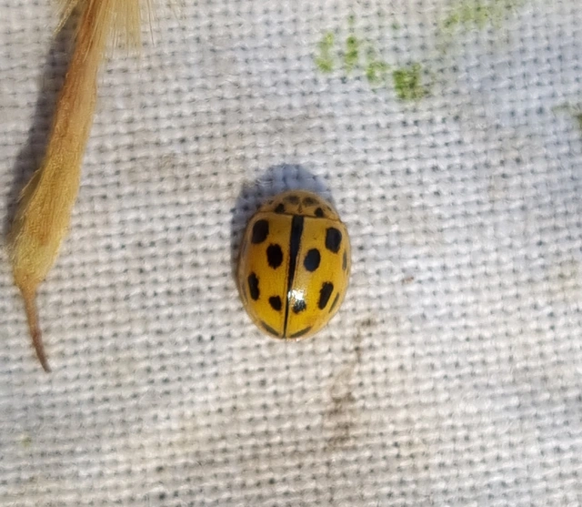 Propylea quatuordecimpunctata - tizennégypettyes füsskata