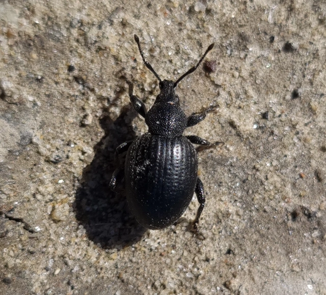 Otiorhynchus catenulatus - gyászos gyalogormányos