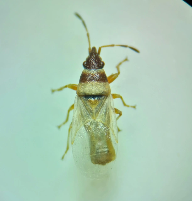 Oxycarenus pallens - fakó bodobács