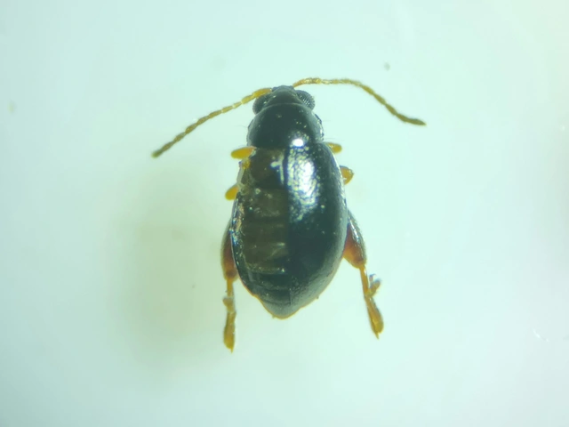 Longitarsus