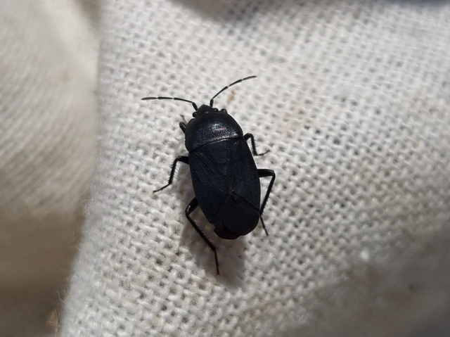 Aellopus atratus - cigánybodobács