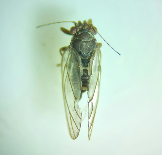 Sternorrhyncha - Növénytetvek