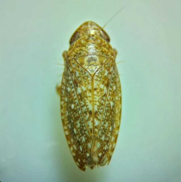 Phlepsius intricatus