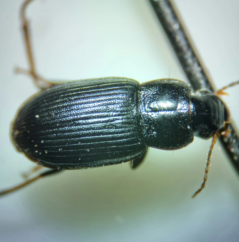 Harpalus signaticornis - szőrös lomhafutó