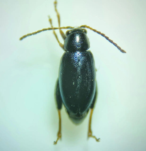 Longitarsus