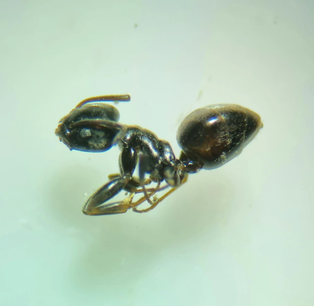 Tapinoma erraticum - kóborhangya