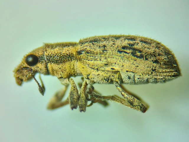 Sitona macularius - borsó-csipkézőbogár