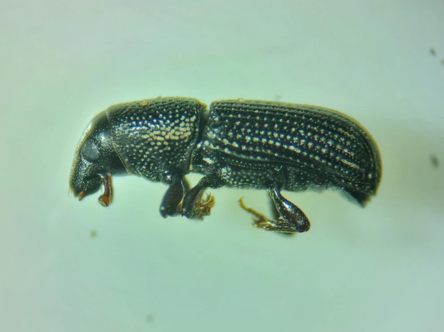 Brachytemnus porcatus - négyzetestorú szúormányos