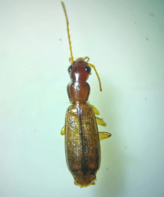 Paradromius linearis - karcsú kéregfutó