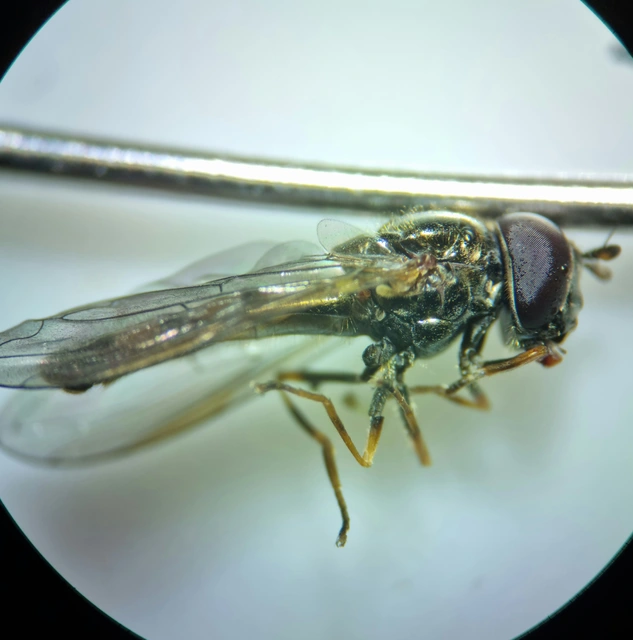 Syrphidae - zengőlegyek