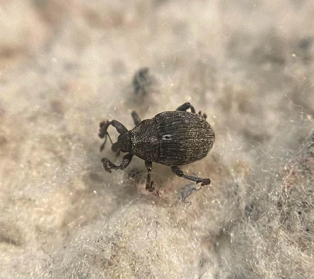 Oprohinus consputus - hamvas hagymaormányos