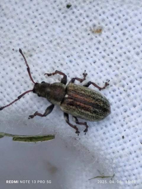 Phyllobius pyri - gyümölcsfa-levélormányos