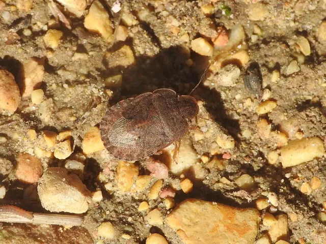Sciocoris Sciocoris