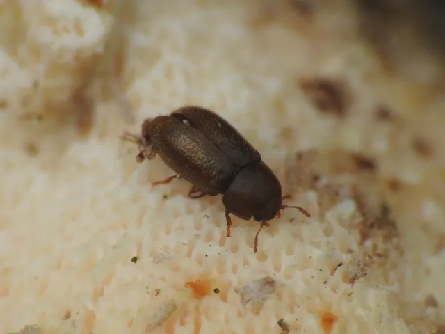 Ciidae - taplószúfélék Ciidae - taplószúfélék