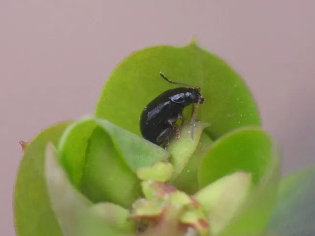 Aphthona
