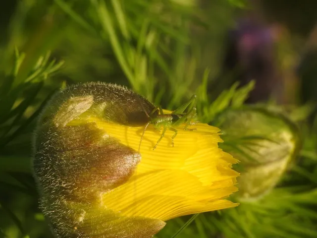 Tettigonia