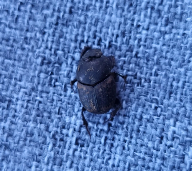 Onthophagus medius