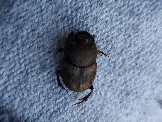 Onthophagus lemur - szalagos trágyatúró