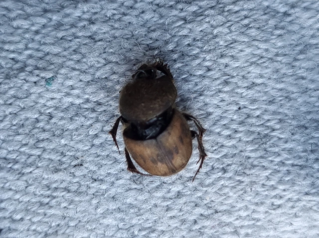 Onthophagus lemur - szalagos trágyatúró