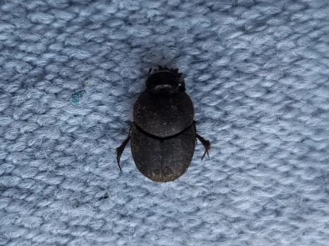 Onthophagus grossepunctatus - érdes trágyatúró