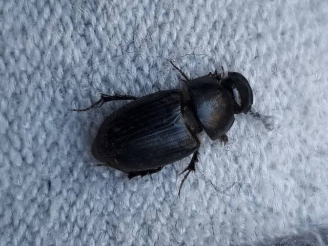 Aphodius luridus - tarka trágyabogár