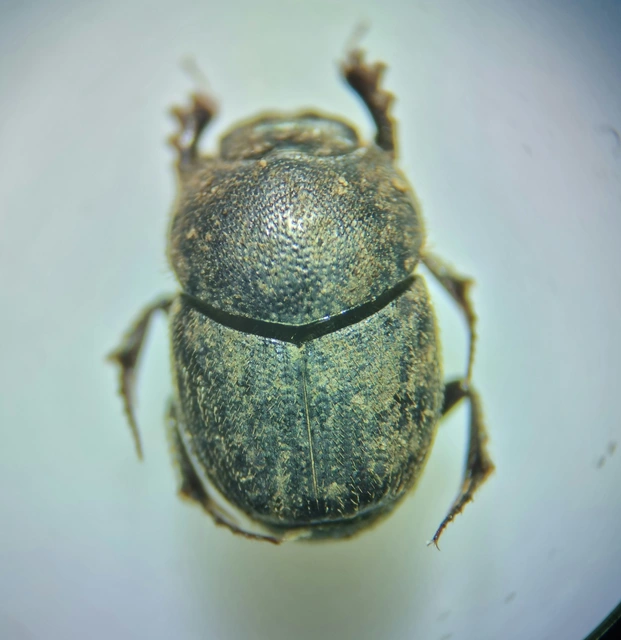 Onthophagus ruficapillus - füstös trágyatúró