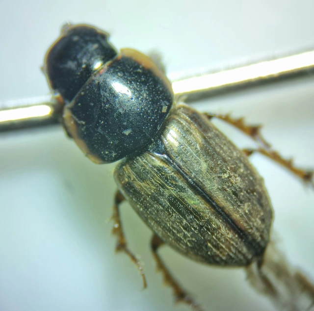 Aphodius prodromus - sárgalábú trágyabogár