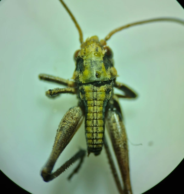 Decticus verrucivorus - szemölcsevő szöcske