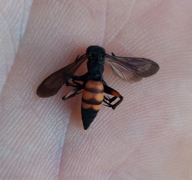 Anoplius viaticus - közönséges útonállódarázs Anoplius viaticus - közönséges útonállódarázs
