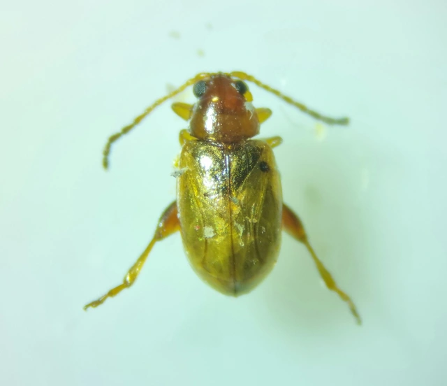 Aphthona
