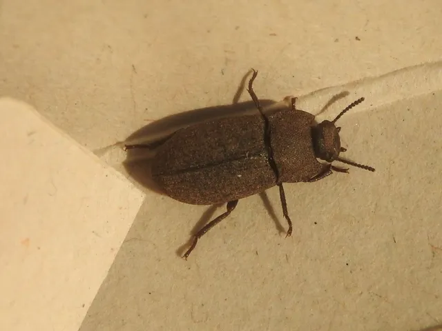 Gonocephalum granulatum pusillum