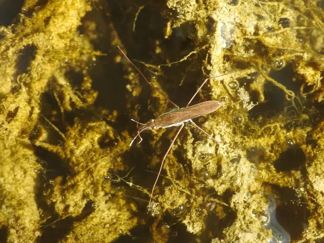 Gerridae - molnárpoloskák