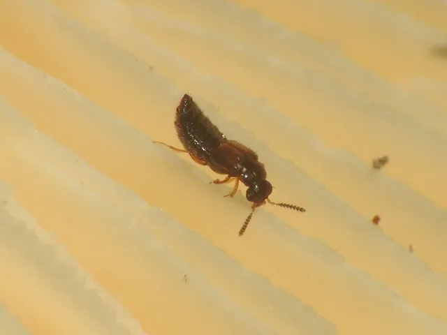 Gyrophaena lucidula - sötét taplóholyva